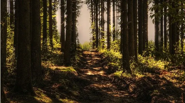 The wonders of wood