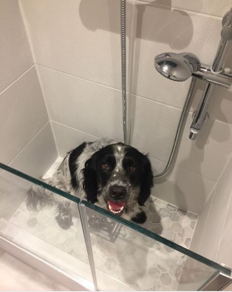 dog in shower